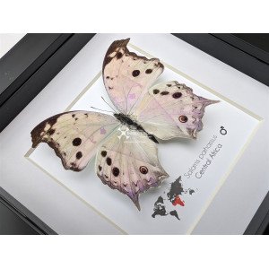 The forest mother-of-pearl butterfly